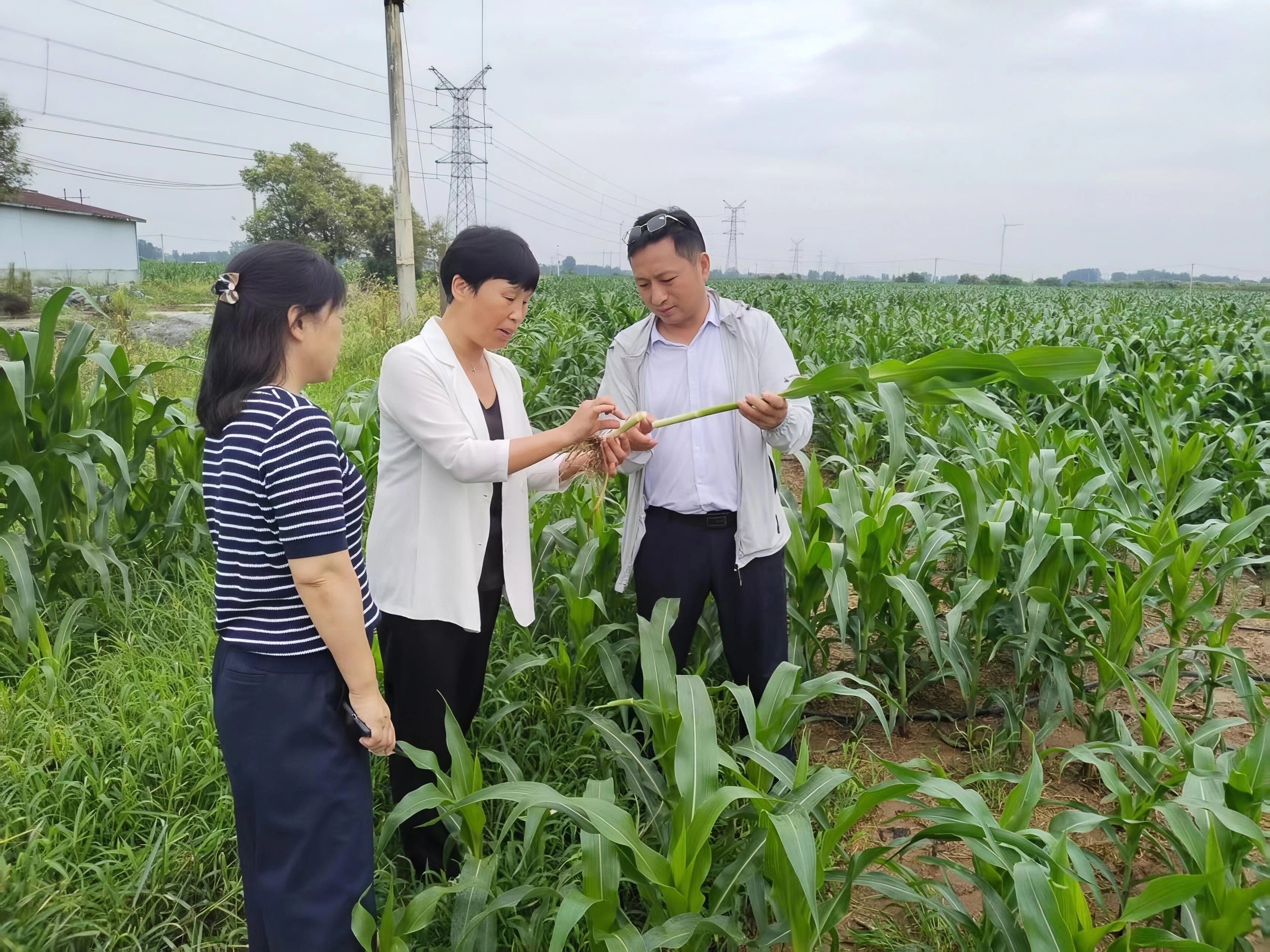 玉米大田指导.jpg